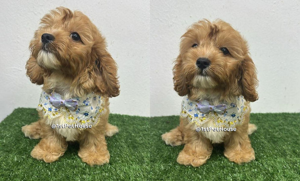 CavaPoo SOLD OUT Album 2025 已卖出相册