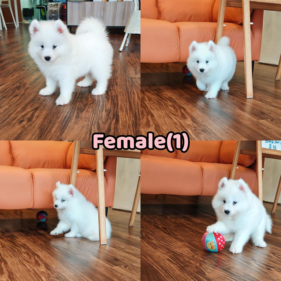 9 Weeks Old