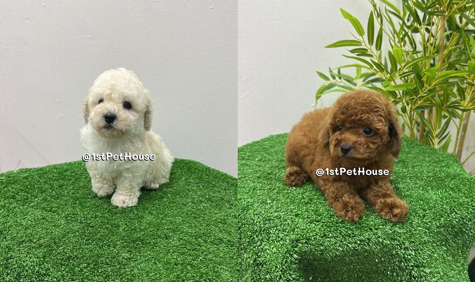 Poodle SOLD OUT Album 2026 已卖出相册