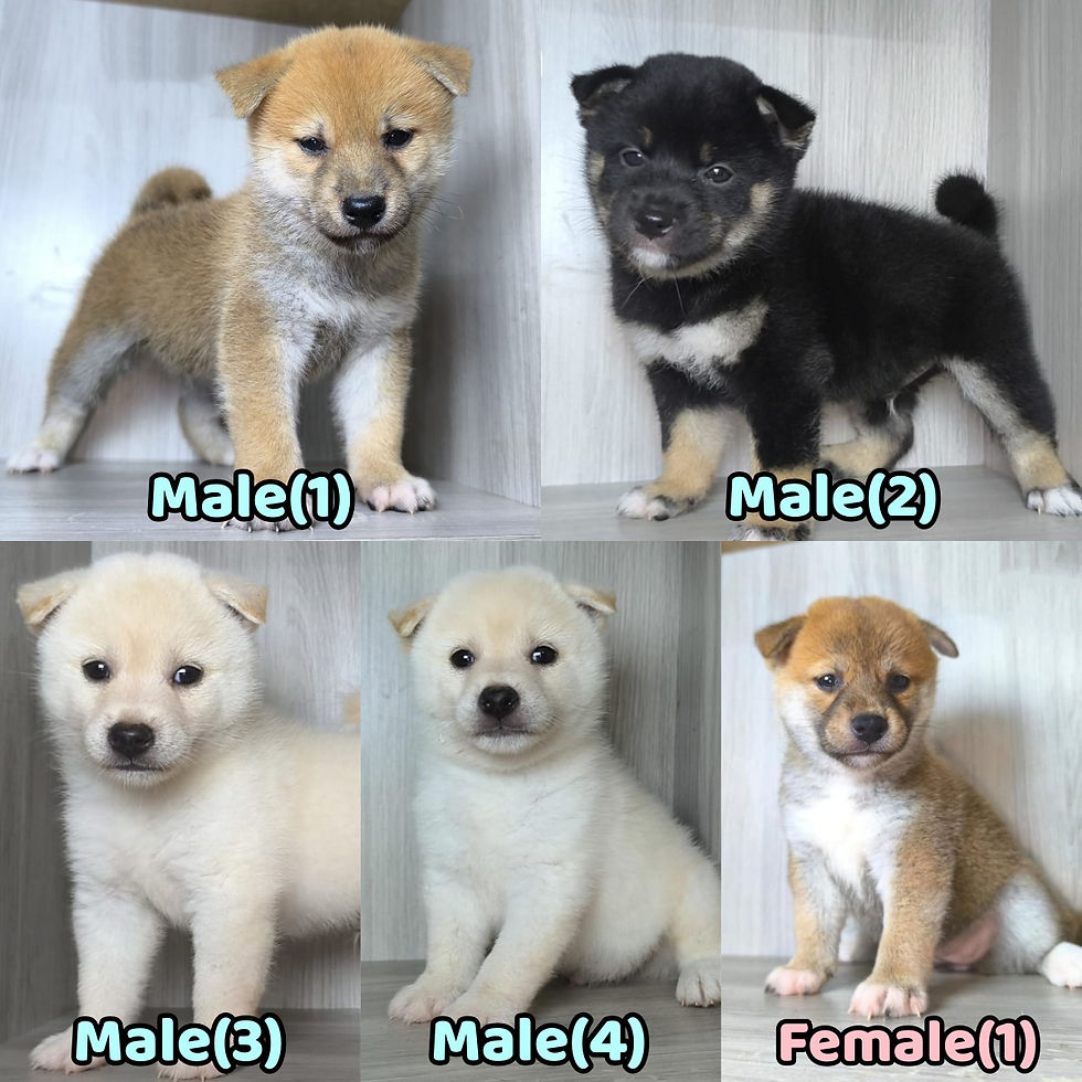 4 Male 1 Female