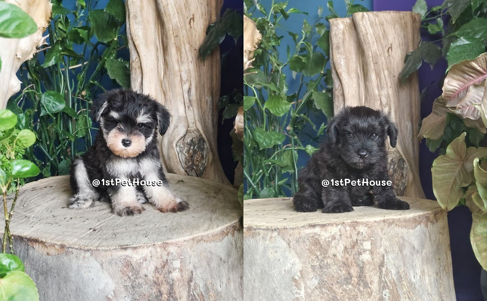 Miniature Schnauzer SOLD Out Album 2026 已售出相册