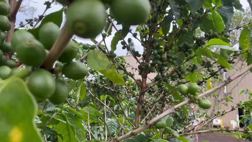 Tại sao cà phê Kona lại đắt đến vậy? | Hành trình vạn dặm bắt đầu từ những bước chân. – Lão Tử