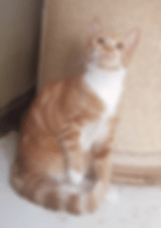 Nala