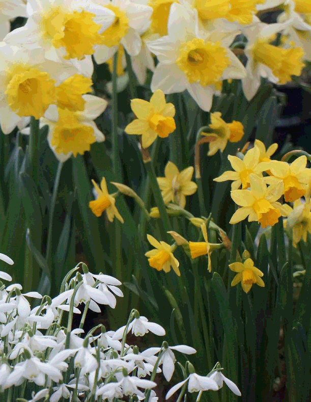 Daffidils poem.gif