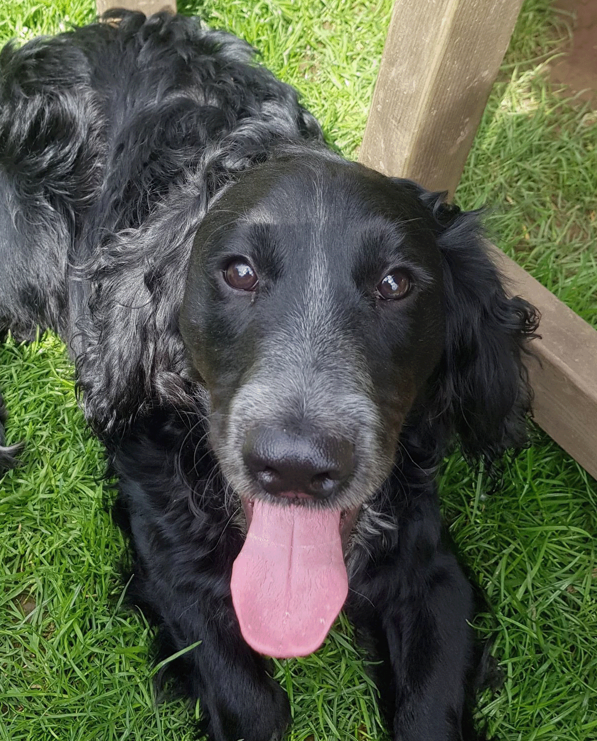 Harry Pawter.gif