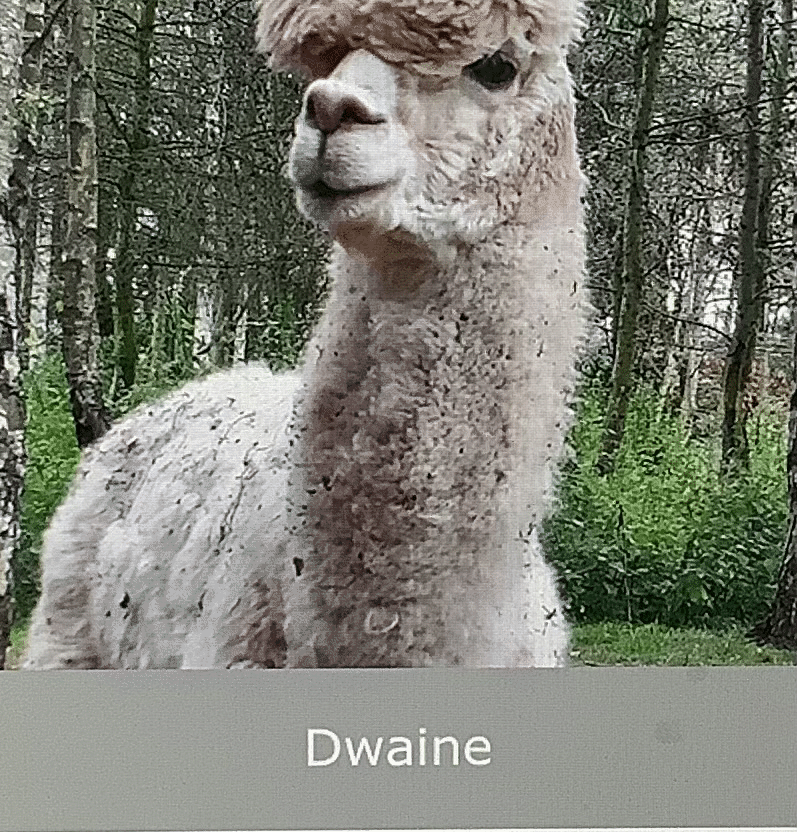 Dwaine.gif