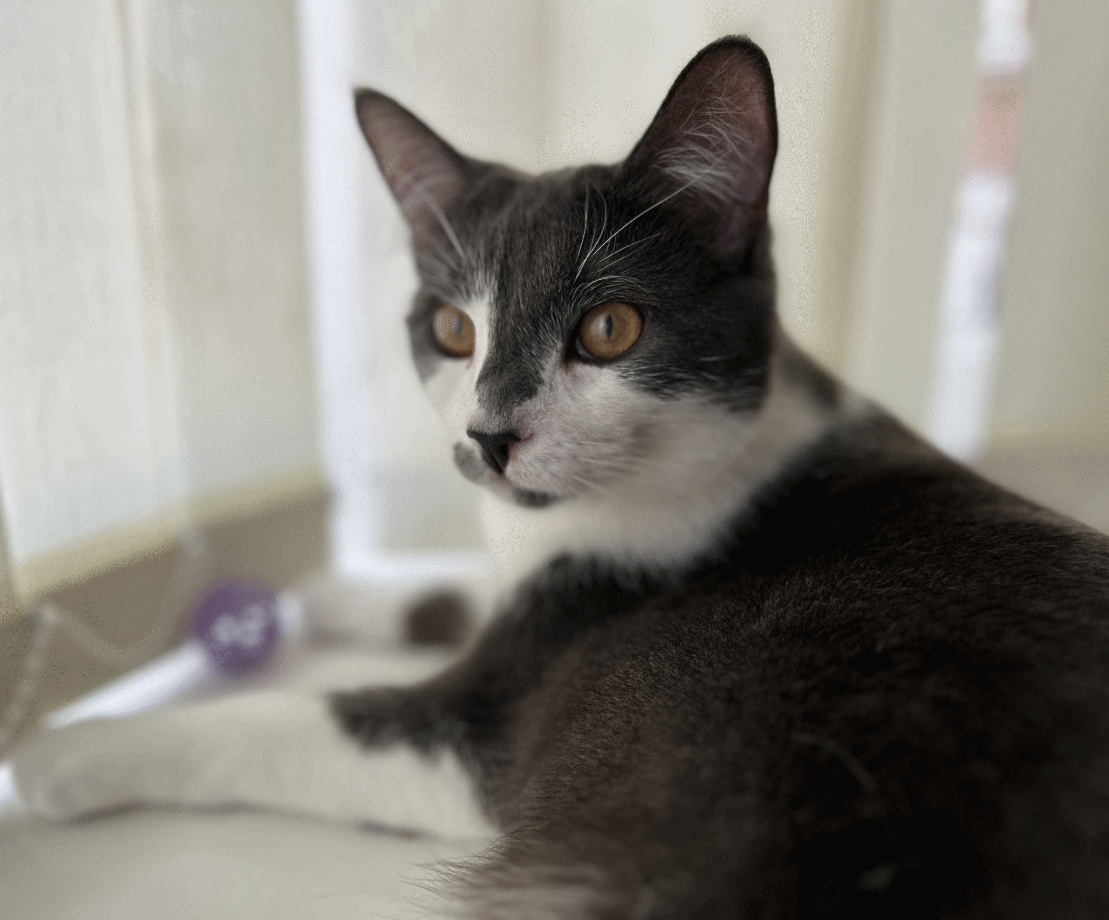 image1 (8).gif