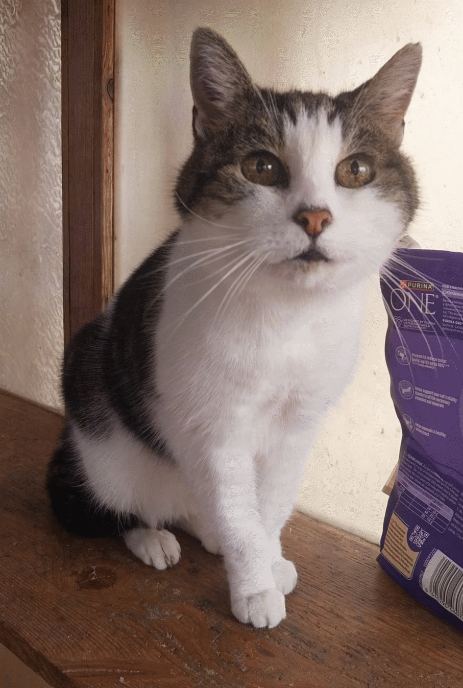 Kitty.gif
