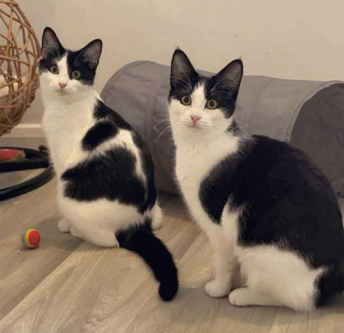 Billy & Bryony.gif