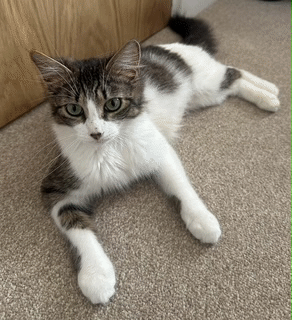 Mitzy.gif