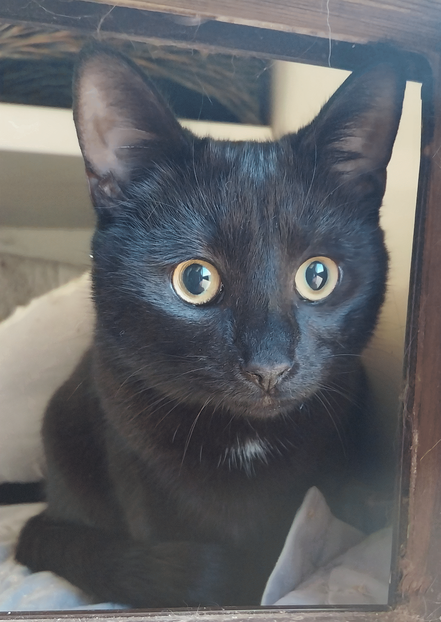 Jade.gif