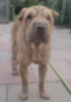Betty