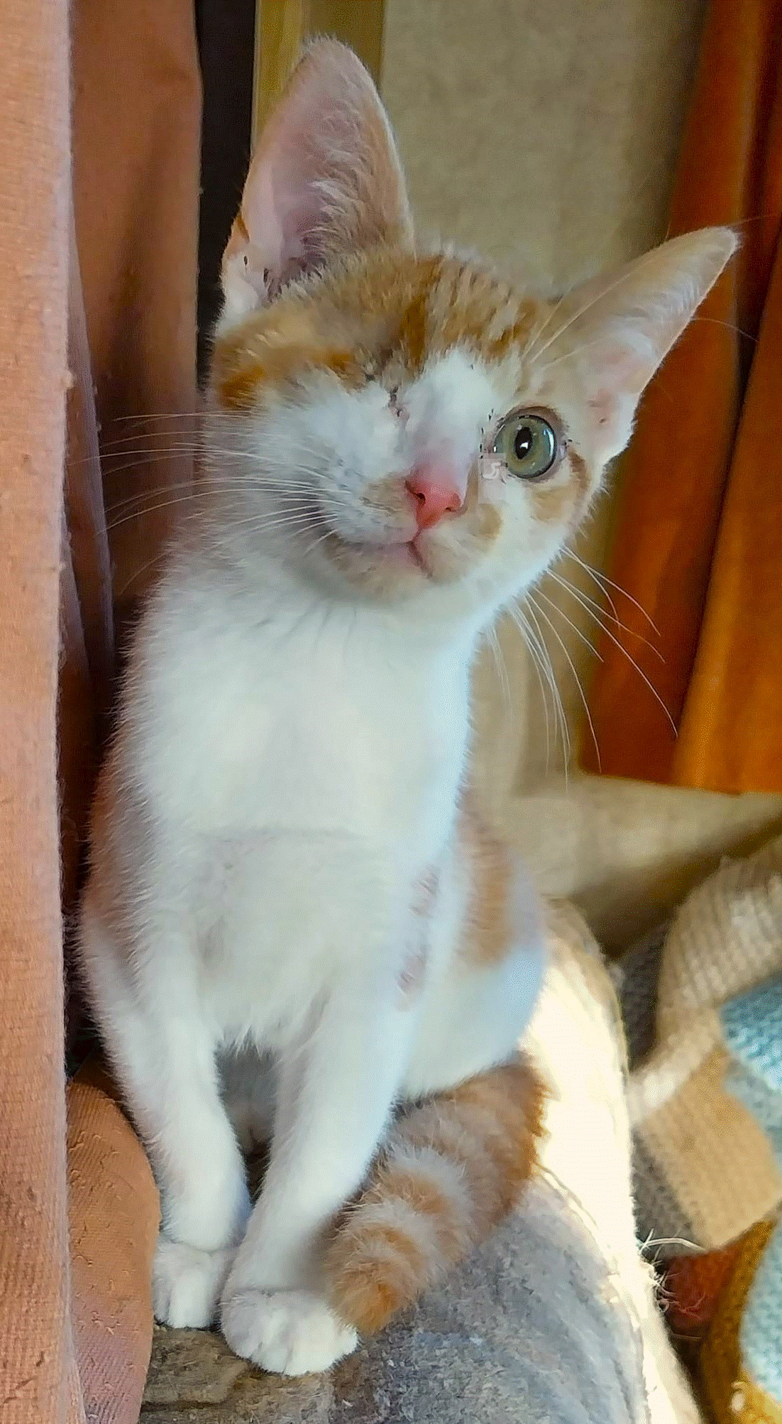 Ginger.gif