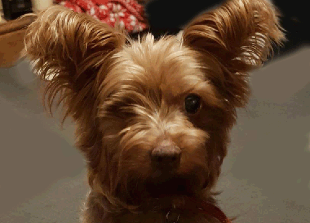 Penny2.gif