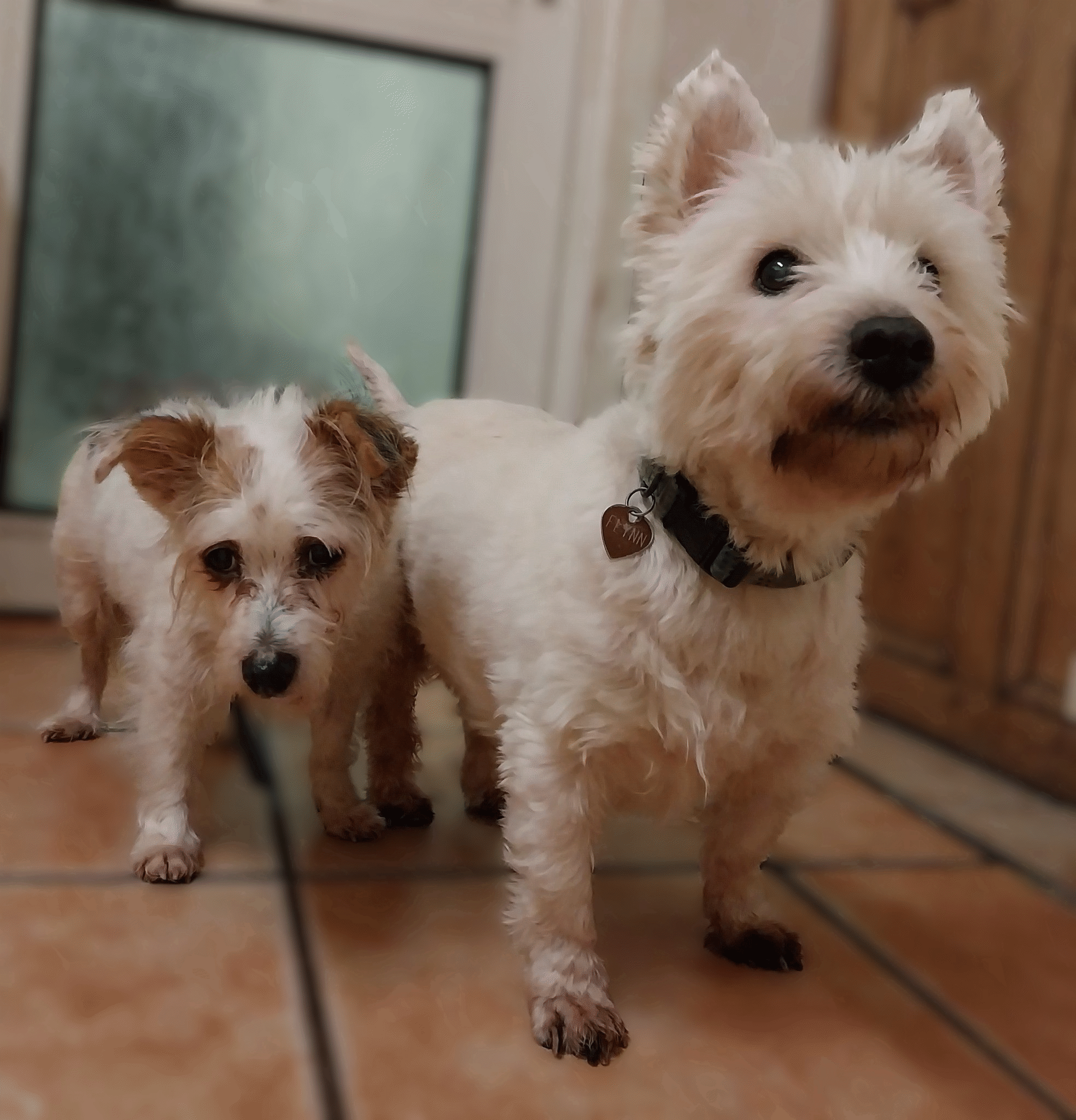 flynn and harriet.gif