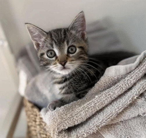 Hazel 3.gif