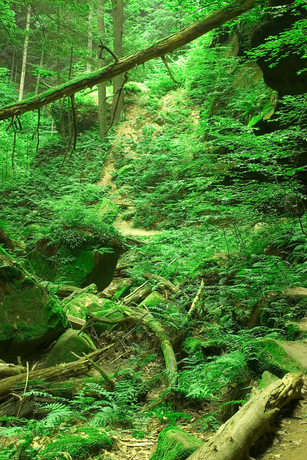 Boulder and Moss
