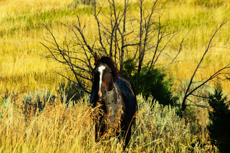Wild Stallion