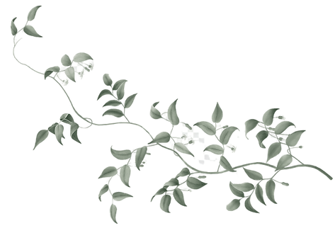 vinearoo-removebg-preview (1).png