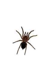 Nic_curly-removebg-preview (1).png