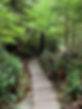 forest path.jpg