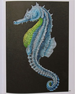Seahorse, Intricate Ink vol.1