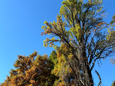 秋を探して ―小石川植物園―