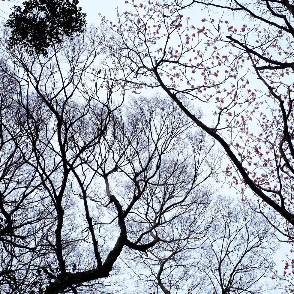 日々のこと | 山村御流 | 悠和会 | 生け花