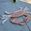 Thumbnail: Blue crab