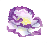 洋桔梗(紫).png