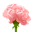 康乃馨(粉).png