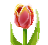 鬱金香(紅).png