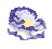 洋桔梗.png