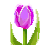 鬱金香(紫).png
