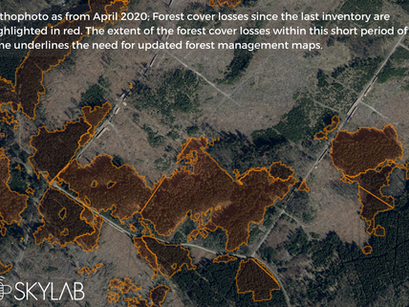 How Remote-sensing and forestAI support forest inventory...