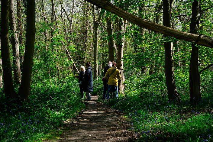 Group of people walking on a forest path during a nature therapy walk with Julie Willis Hypnotherapist