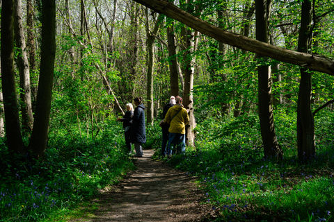 Participants walking mindfully through woodland during a forest bathing session