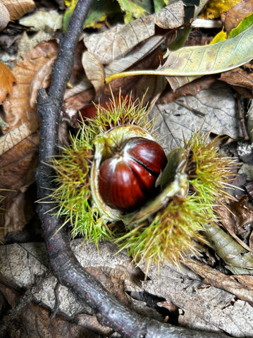 Chestnut in spiky husk on forest floor for Forest Therapy