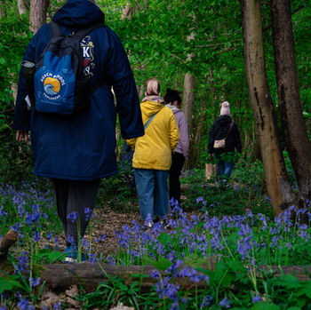 Forest bathing guided walk among bluebells