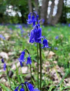 bluebell_edited.jpg