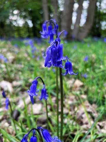 Bluebells growing in woodland during a forest bathing session in Essex