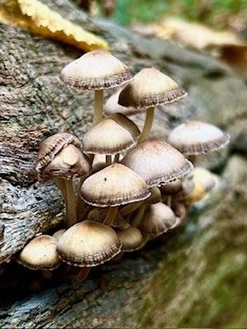 Wild mushrooms growing on a woodland floor during an autumn forest bathing walk