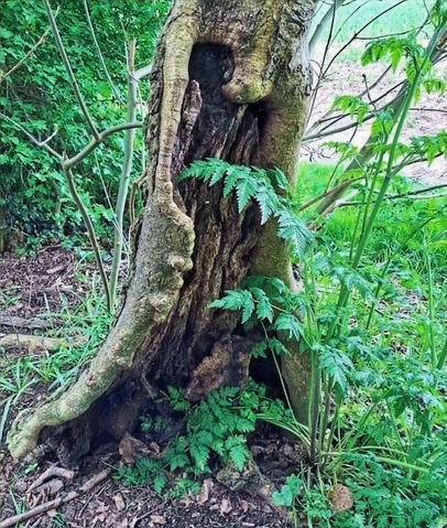 Participants engaging with nature during a guided forest bathing session