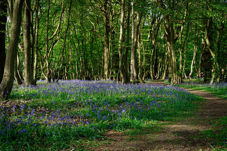Julie Forest Bathing-30.JPEG