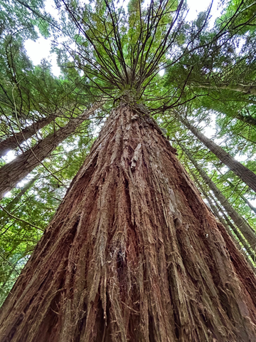 Looking up into the canopy of tall woodland trees during a forest bathing experience