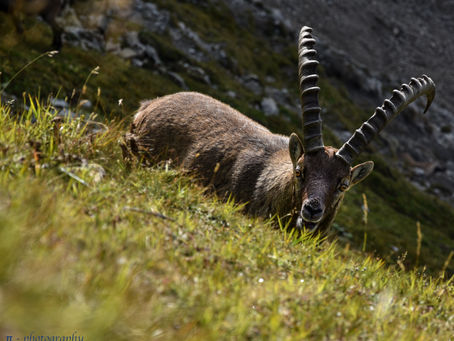 STEINBOCK vor ALTMANN