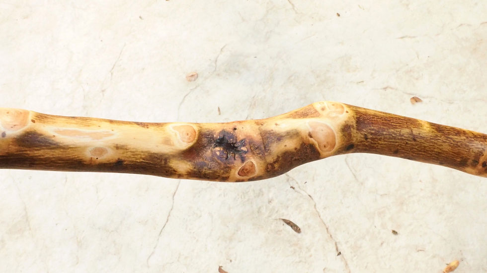 Thumbnail: 40" crocked olive wood stick