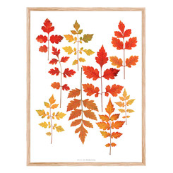 Herbier Retrouvailles