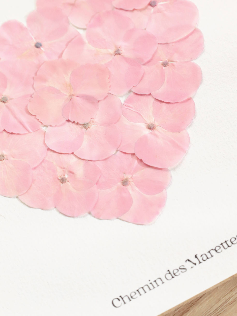 herbier petit coeur d'hortensia pressées chemin des marettes cadeau de naissance