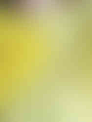 pin's broche fleurie en émail coloré et doré chemin des marettes